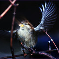 microsoft photostory
